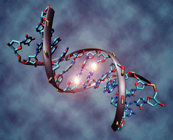Image: A DNA molecule that is methylated on both strands on the center cytosine. DNA methylation plays an important role for epigenetic gene regulation in development and cancer (Photo courtesy of Wikimedia Commons).